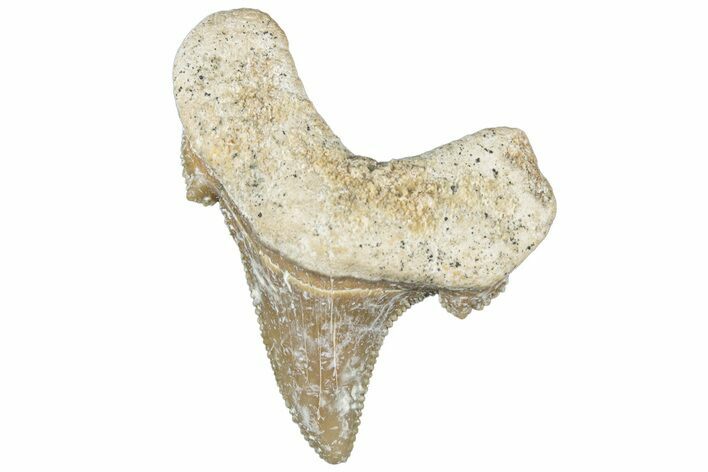 Serrated Sokolovi (Auriculatus) Shark Tooth - Dakhla, Morocco #312613